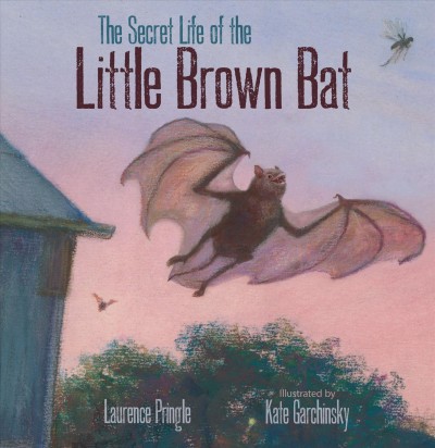 The secret life of the little brown bat / by Laurence Pringle ; illustrated by Kate Garchinsky.