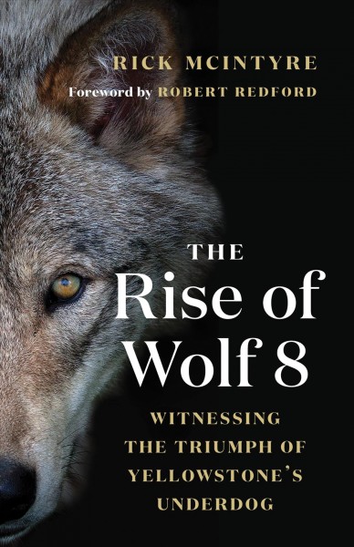 The Rise of Wolf 8 : Witnessing the Triumph of Yellowstone's Underdog.